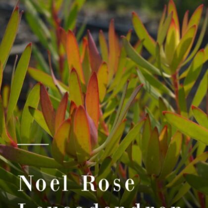 Noel Rose