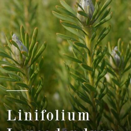 Linifolium Leucadendron
