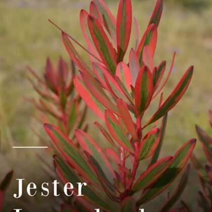Jester Leucadendron