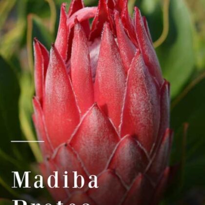 Madiba Protea