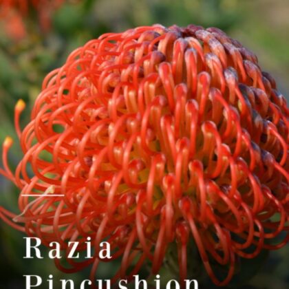 Razia Pincushion