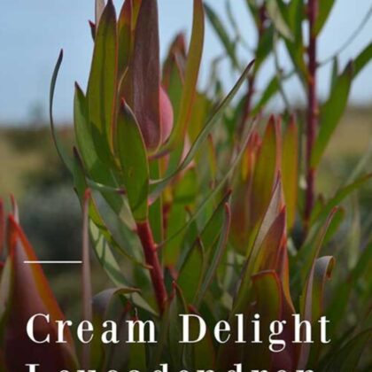 Cream Delight Leucadendron