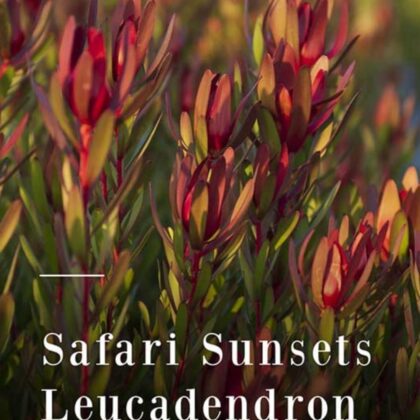 Safari Sunset Leucadendron