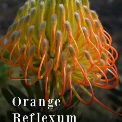 Orange Reflexum