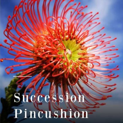 Succession Pincushion