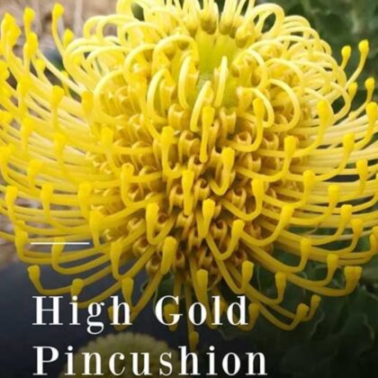 High Gold Pincushion