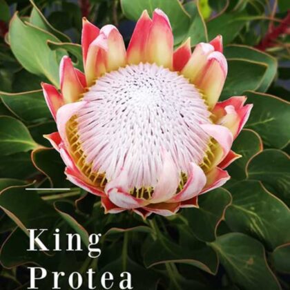 Pink King Protea