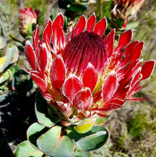 Protea Eximia