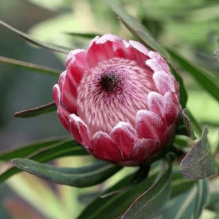 Pink Ice Protea