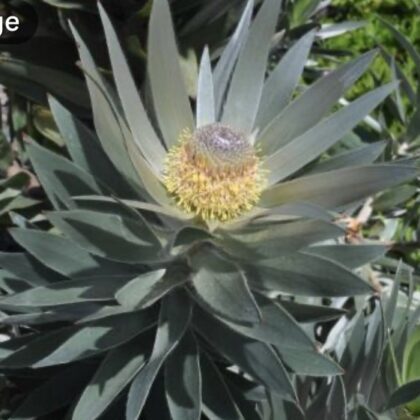 Leucadendron Argenteum (Silver Leaf)