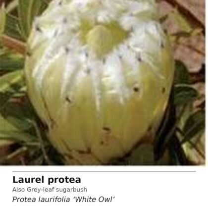 Protea White Owl