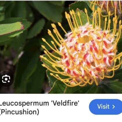 Veldfire Pincushion