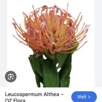 Leucospermum Althea (Pincushion)