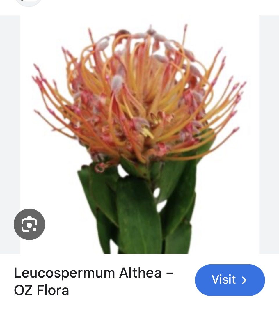 Leucospermum Althea (Pincushion)