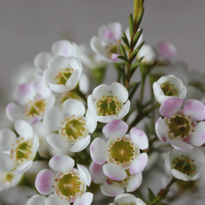Wax Flower