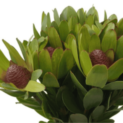 Leucodendron Rosette