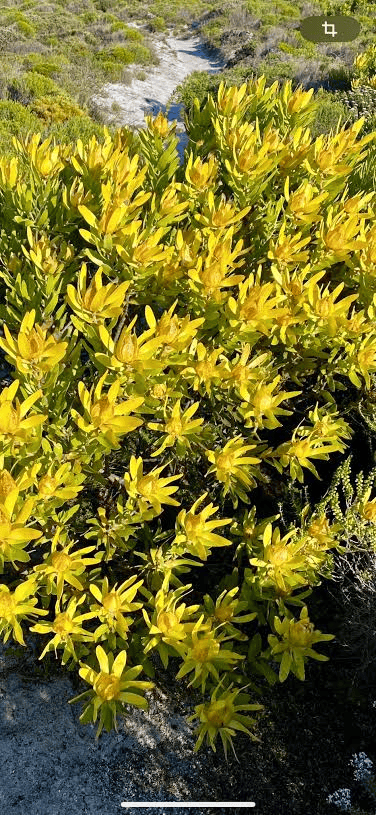 Leucadendron Formosum