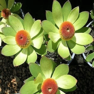Laureolum Leucadendron