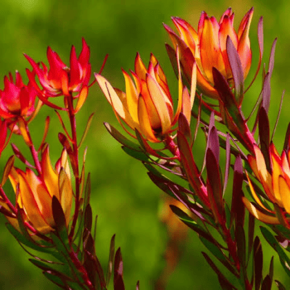 Disco Jade Leucadendron