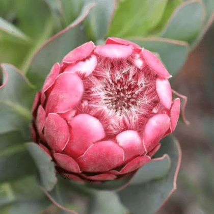 Empress Protea